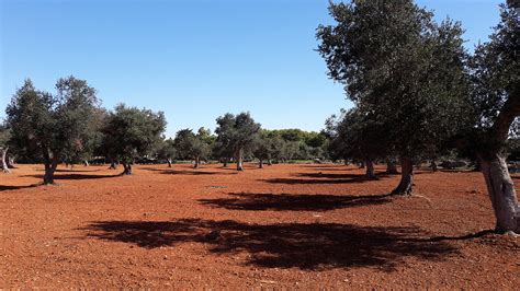 Colori E Profumi Della Macchia Mediterranea Cimsgreen