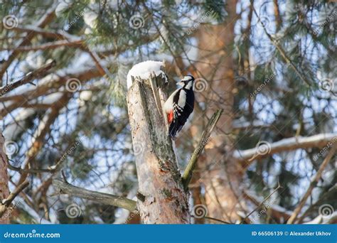 Bird Treecreeper Stock Image Image Of Wild Nature Fauna 66506139