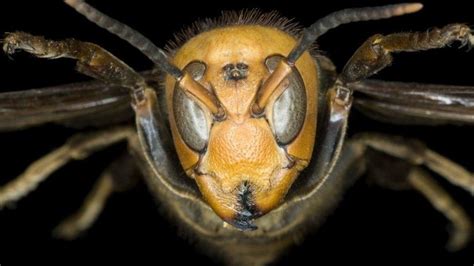 Oslobo Enje Ivotinje I Insekti Opasni Str Ljenovi Ubice I Dalje