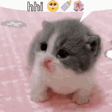 Shaky Kitten Baby Cat GIF - Shaky Kitten Baby Cat Kitten - Discover & Share GIFs