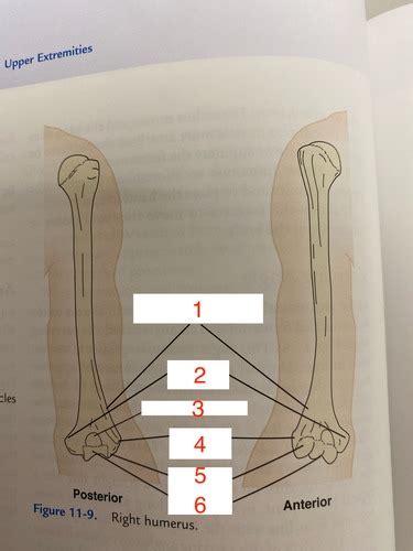 Elbow Joint Flashcards Quizlet