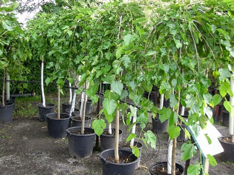 Grow Mulberry Tree Fruitless Tips And Facts