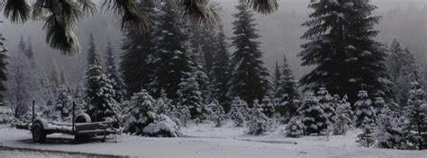 Snowy Peaks Tree Farm | Visit Placer