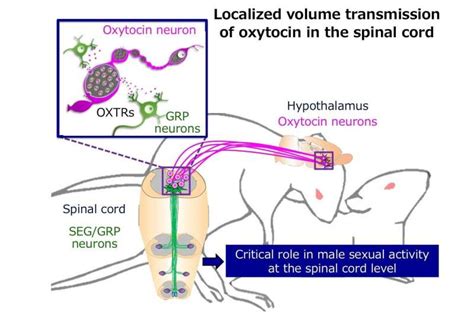 Lovestruck By Oxytocin Novel Roles Of The Hormone In Controlling Male