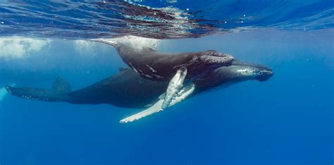 Diving Whale and Baby • Marko Dimitrijevic Photography