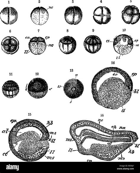 Frog egg cleavage Black and White Stock Photos & Images - Alamy