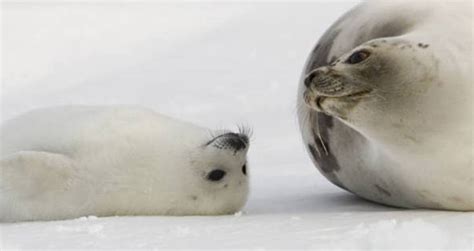 Arctic Animals: 21 Incredible Creatures You'll Only Find In The Snow