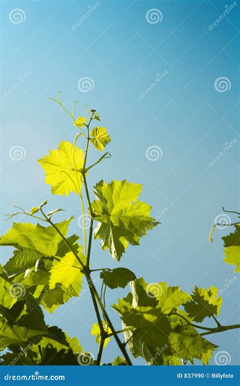 Grape vine leaves stock photo. Image of plants, tree, growing - 837990