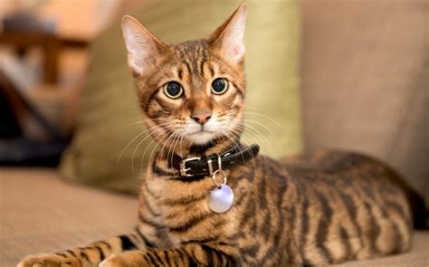 Gato Toyger El tigre doméstico Mascota y Salud