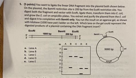 Solved Points You Want To Ligate The Linear Dna Chegg