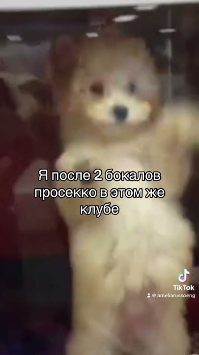 #смешно #стример #девушкастример #жиза #funny #girl #recommendations ...