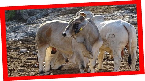 Rancho San Jose Diaz Brahman Rojo Brahman Gris Nelore Pintado Y