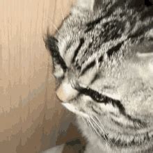 Raeswae Cat GIF - Raeswae Cat Eyelashes - Discover & Share GIFs