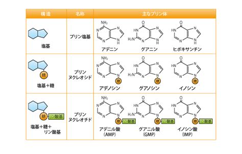 プリン体ってなに？ 高橋医院