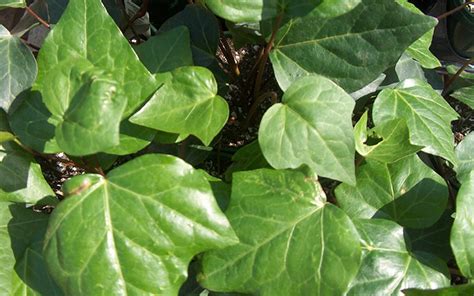 Buy Algerian Ivy Plants Free Shipping Count Flat Of Pots