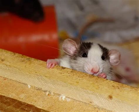 Rat Breeds: How to Know Which is the Right One For You | TheGearHunt