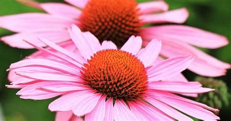 Echinacea What Are The Properties And Benefits Of This Plant