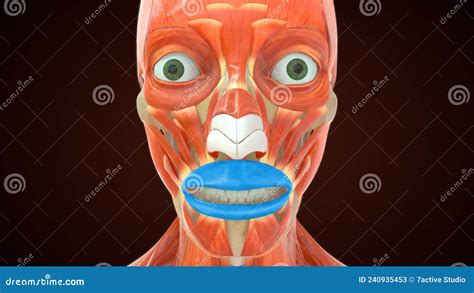 Quelle Action Le Muscle Orbicularis Oris Permet Illustration Stock