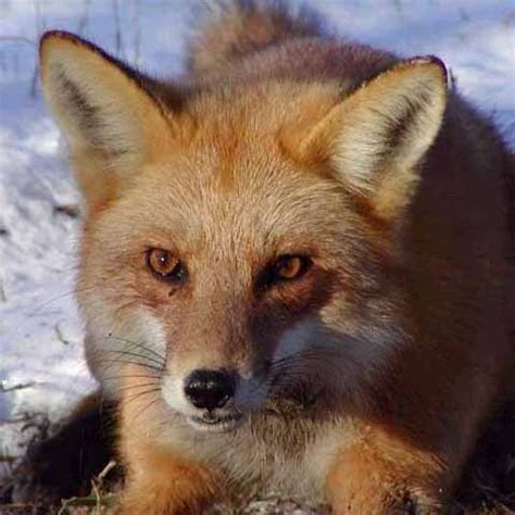 Red Fox Facts For Kids | Red Fox Habitat & Diet