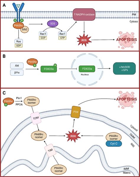 Schematic Representation Of P Shc Mediated Signaling Pathways And