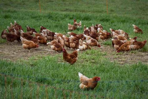 Poultry Farming In South Africa How To Start Agri Farming