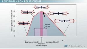 Cross Sectional Area And Length Tension Relationship