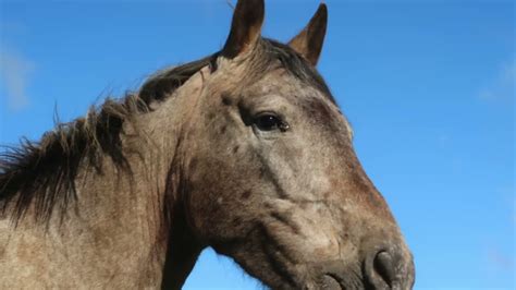 Espérance de vie des chevaux ÉQUILibre