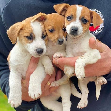 Great photography 🥰 #jackrussellterrier #foryoupagereels | By Jack
