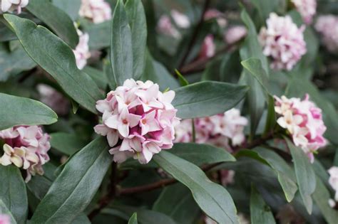 Daphne Plant Problems Yellow Leaves Sudden Death Syndrome Ultimate