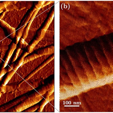 A Image Of A Network Of Collagen Type I Fibrils Obtained With Afm