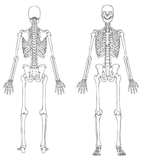 Esqueleto Anatomie Menschliches Skelett Illustration