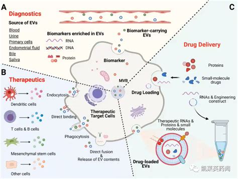 新生外泌体 临床管线冉冉攀升盘点外泌体药物最新研发与投融资进展腾讯新闻