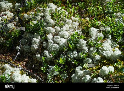 Boreal Forest Moss Hi Res Stock Photography And Images Alamy