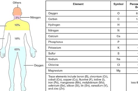 List Of Distinct Cell Types In The Adult Human Body - Human Cells