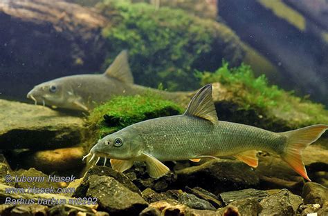 Barbus barbus Common Barbel Parma obecná Barbe Barbeau commun ...