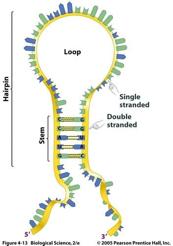 Chapter Nucleic Acids And The Rna World Flashcards Quizlet