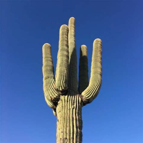 10 Amazing Large Cactus Plants With Names Cactusway