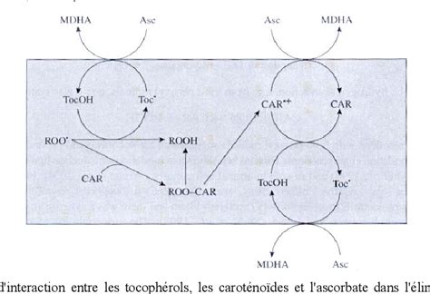 Figure From Caract Risation Physiologique Et Biochimique Du Processus