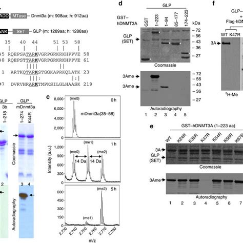 Pdf Mpp8 Mediates The Interactions Between Dna Methyltransferase Dnmt3a And H3k9