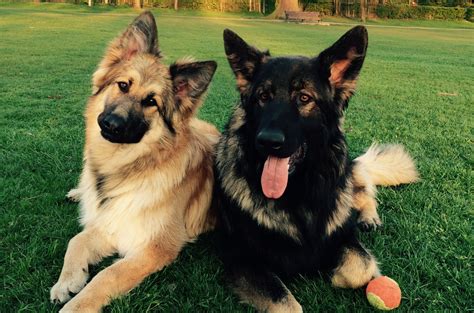 Dog Walkers in North London - Dog Walking Services