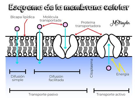 Membrana Plasmatica En Con Imagenes Membrana Plasmatica Images