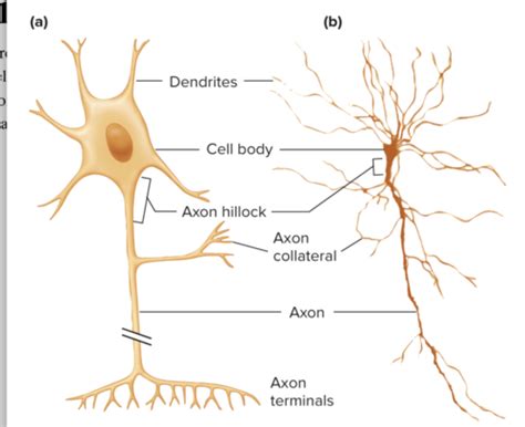 Nervous System Unit Kin 131 Flashcards Quizlet