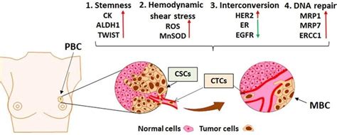 Chemoresistance Of Ctcs In Metastatic Breast Cancer Mbc The Four Download Scientific Diagram