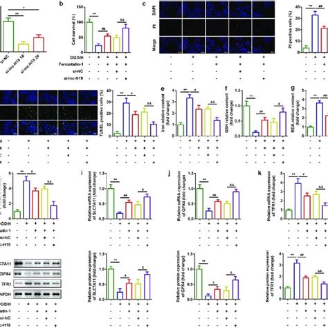 Knockdown Of H19 Promoted Cell Viability And Inhibited Ferroptosis A