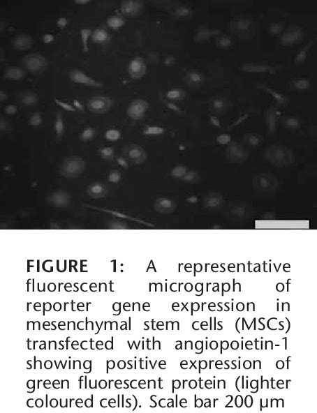 Figure 1 From Mesenchymal Stem Cells Genetically Modified With The