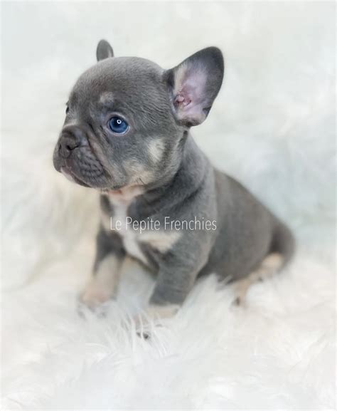 How To Breed French Bulldog Colors | Fun With Genetics | Le Pepite Frenchies