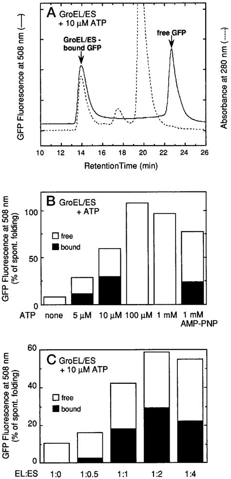 Hplc Analysis Of The Products Of The Gfp Folding Reaction Mediated By