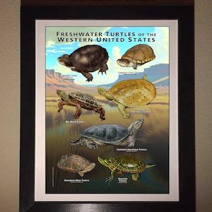 Freshwater Turtles Of The Western United States Art Print Field Guide