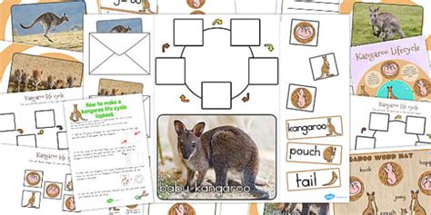 Kangaroo Life Cycle Lapbook Creation Pack Teacher Made