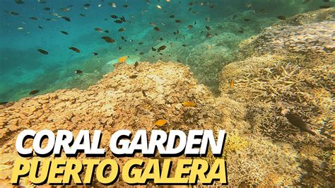 Coral Garden Puerto Galera YouTube